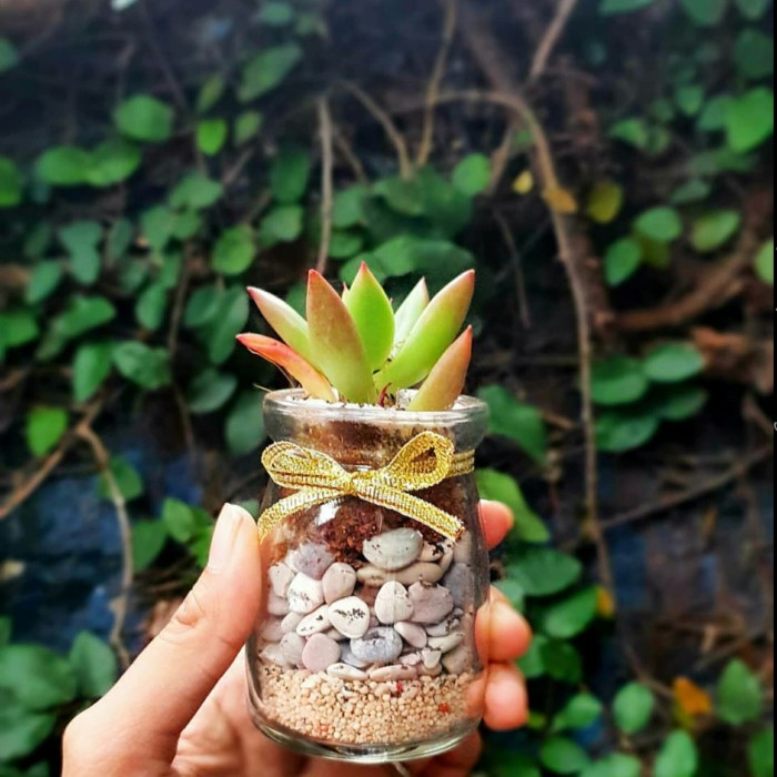 tanaman mini pot